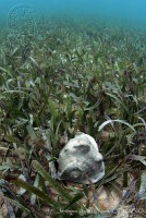 /album/ecosistemas-de-mexico1/jao0118-cancun-quintana-roo-jpg/